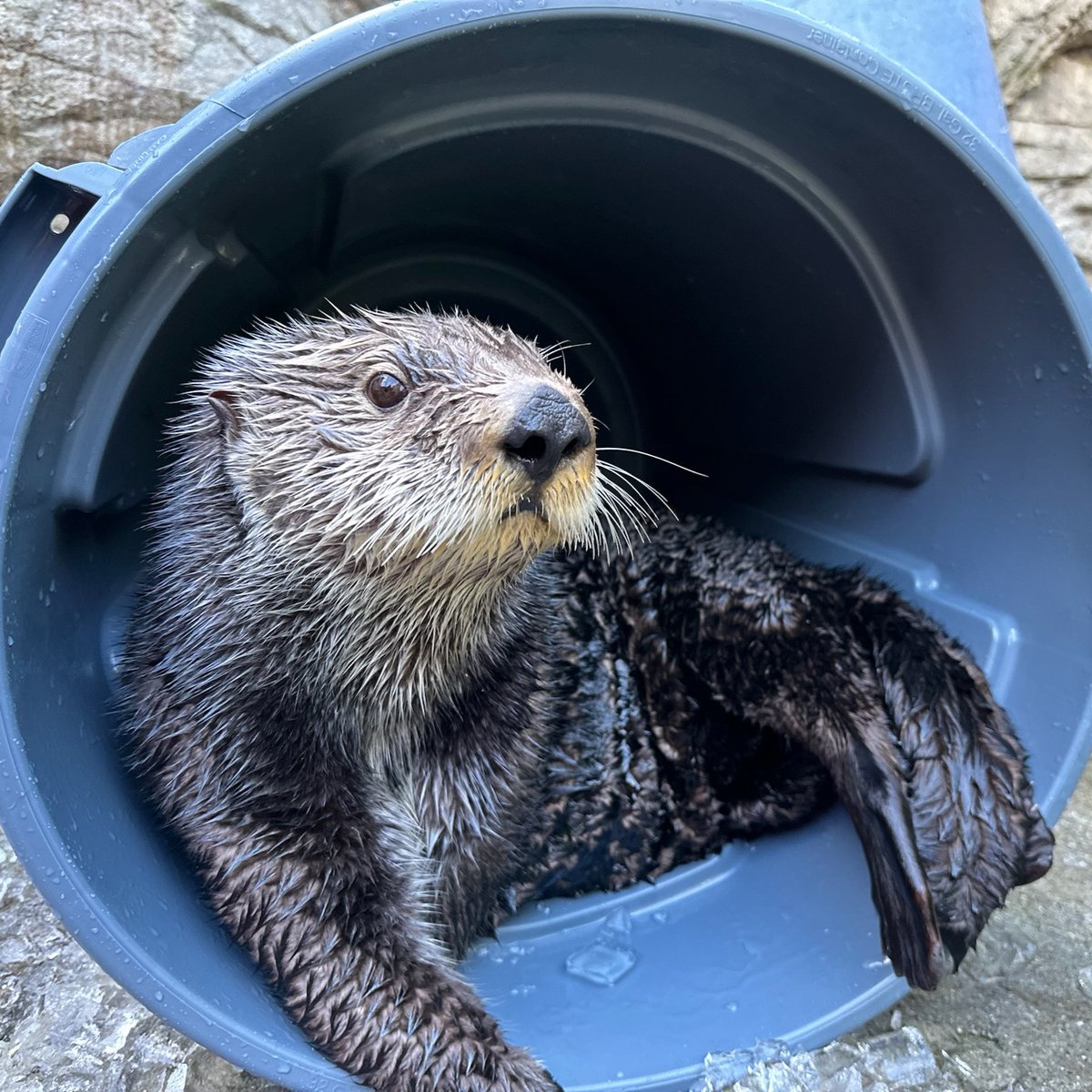 This bin is 100% Kunik-approved. #vanaqua