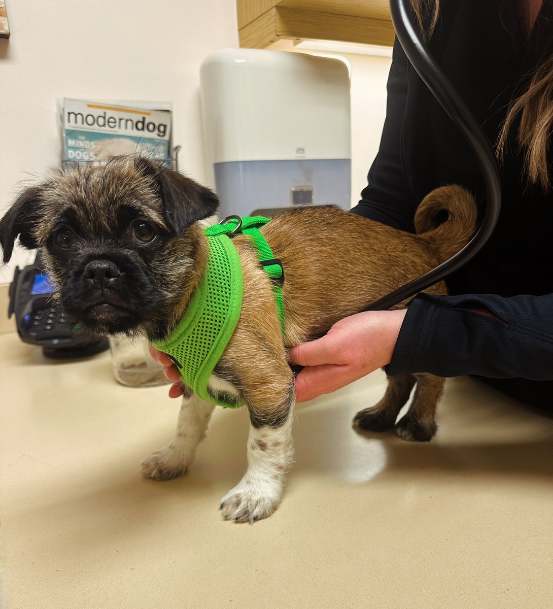 I gots my second vaccine today and I was the bestest boi ever…. ♥️ xoxo Benzy
.
.
#lovebugsrescue #bestboy #dogstagram #dogsofinstagram #puppy #puppiesofinstagram #love #2024 #adopt #scruffy #brusselsgriffon #pug #terrier #terriersofinstagram #california #dogrescue