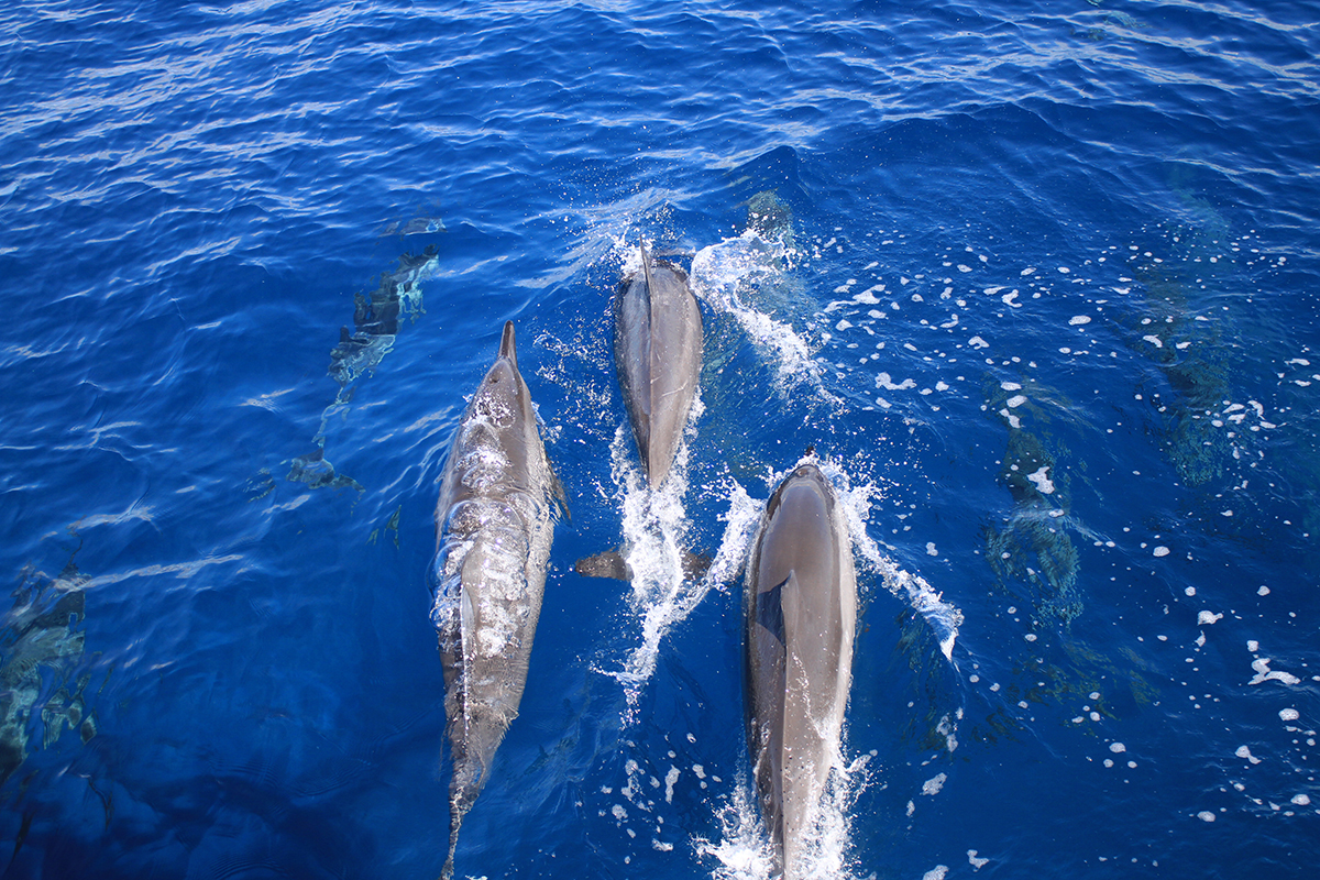 mauivisit's tweet photo. Your choices matter! One way to #MalamaHawaii is to keep Maui’s beaches clean by participating in @PacificWhaleFoundation’s Coastal Marine Debris Monitoring Program. Help protect marine life. Invite a friend and get cleaning today! Visit https://t.co/JilzSCVAln https://t.co/o7oSf8wfA3