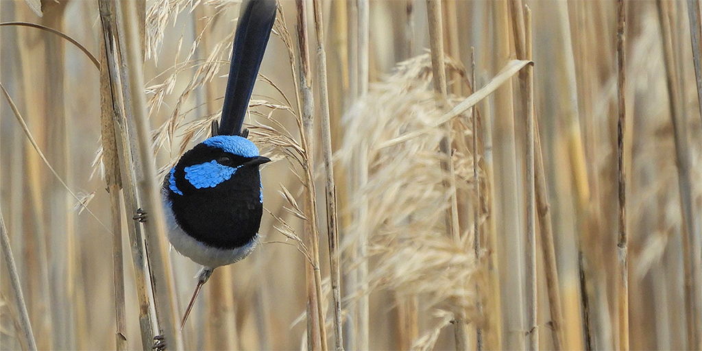 Adversity sparks avian cooperation 🐦: Superb fairy-wrens are more likely to cooperate when facing harsher environmental conditions, a study in Proceedings of the @royalsociety B involving @MonashBiol’s Prof @AP_BirdBehavEco and Dr @Ecamerlenghi has found: ow.ly/YTY150RgOQF