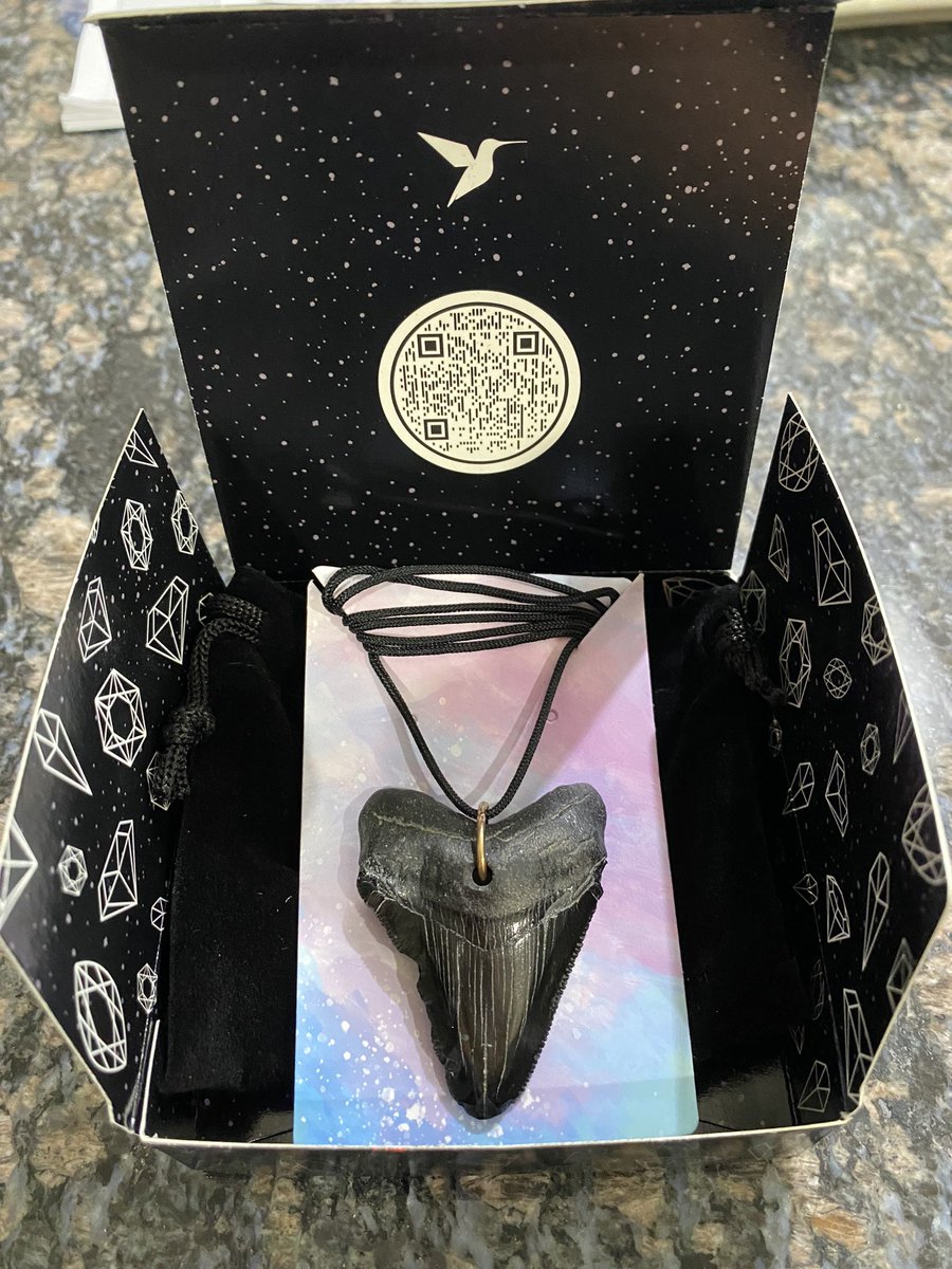 coffeeandshrimp's tweet photo. Thank you @spencerpratt and @prattdaddy for the #Megalodon #tooth #necklace!!!! It’s HUGE!!!! I love this, thanks Spencer!!!! #PrattDaddy https://t.co/zDj8m8oqwu