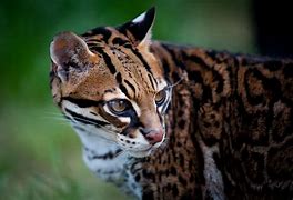 HotmaiBill's tweet photo. #AlphabetChallenge #WeekO
O is for ocelot, a medium sized cat of the southwestern United States, Mexico, South America, and more. https://t.co/OlwOQ9KDkG