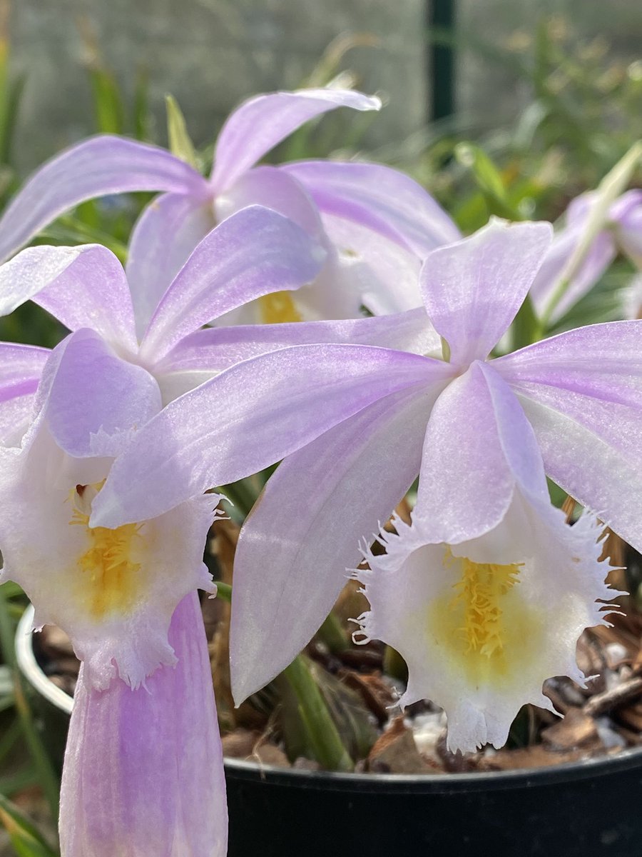 The rather lovely Pleione Ueli Wackernagel ‘Pearl’ in flower in the greenhouse. A good doer here and a firm favourite. #fairviewyearround