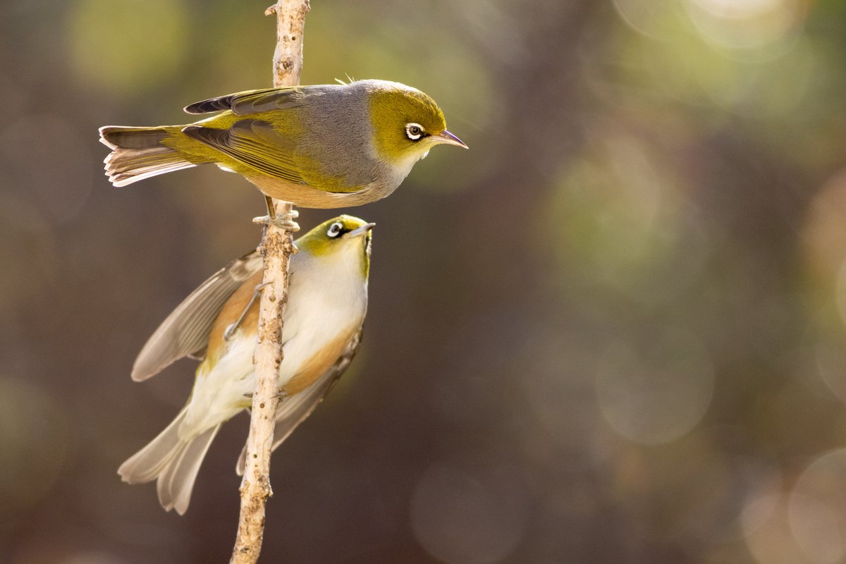 Tauhou (silvereye) pair in moody winter light.          #birdphotography #TwitterNatureCommunity #birds #nzbirds #wildlifephotography #NaturePhotography #ThePhotoHour #PhotoOfTheDay #BBCWildlifePOTD #BirdsSeenin2023 #Silvereye #Tauhou #WinterLight #Bokeh #Backlighting #Backlight