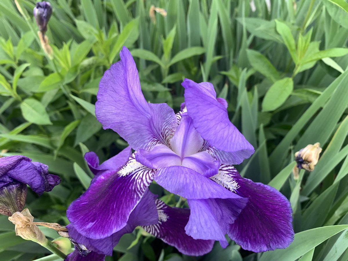 I hear we posting irises today