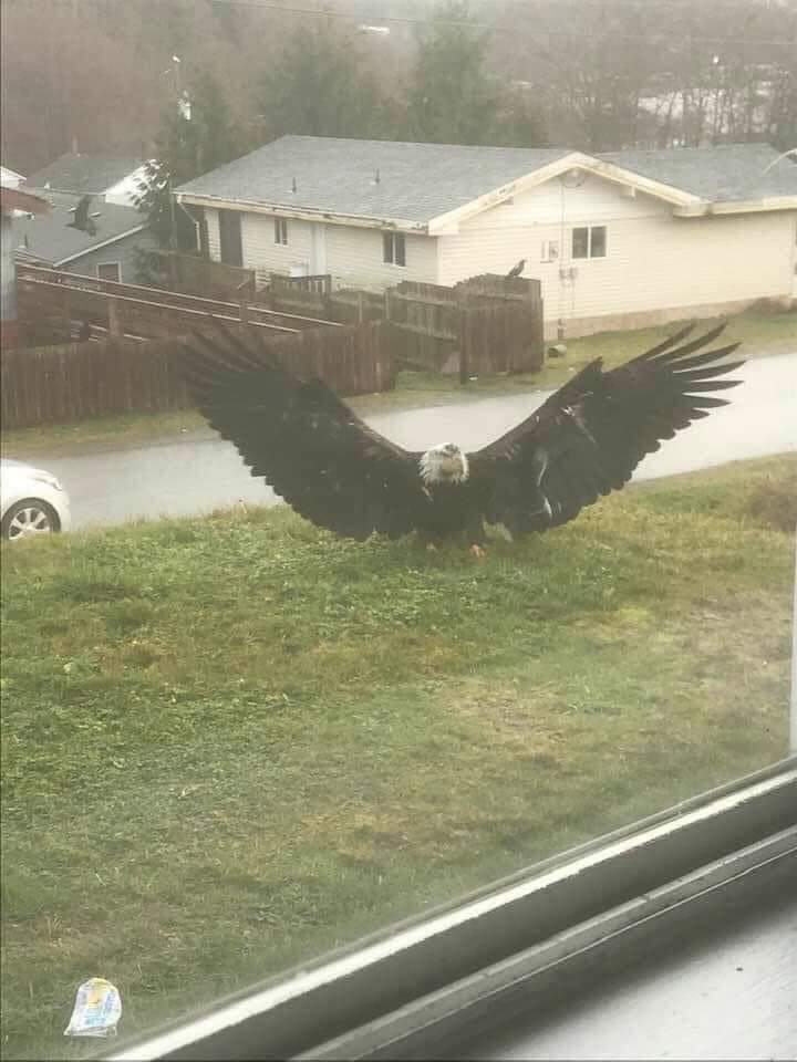 Check out this eagle!🙀🤩
Brownsville Texas resident took this photo. Absolutely beautiful!!!