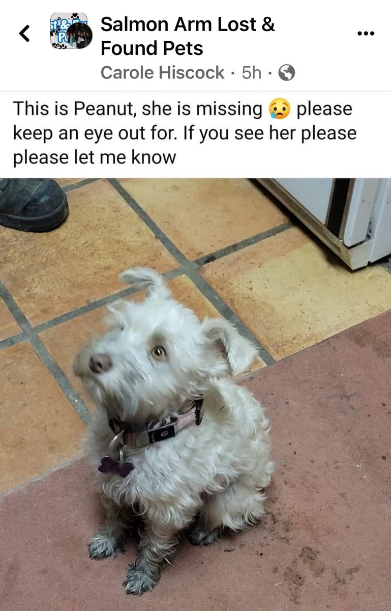 Missing in Turtle Valley! Peanut has been missing since Friday aft! Please help find her! (I am not her owner).
@VillageofChase @ChaseFireRescue @ChaseHeat @ShuswapKicker @ColShuRegDist @ShuswapFire @ColShuRegDist @ShuswapNews @SalmonArm @SalmonArmBC 
@GlobalBC @BlackPressMedia