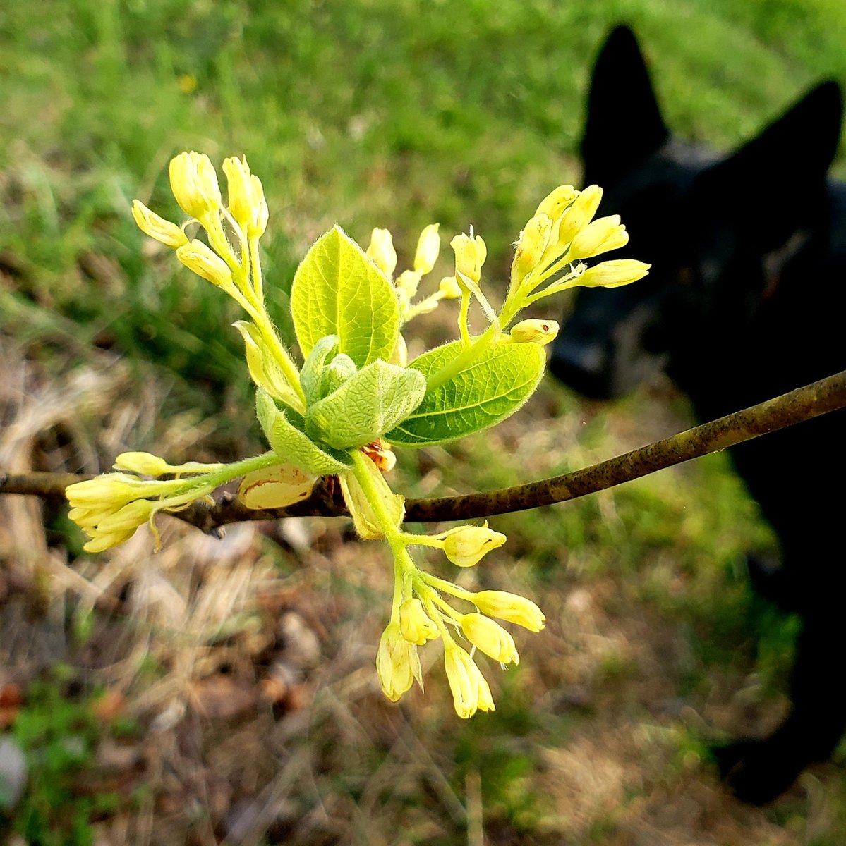 Sassafras flowers :) my big ole colony of Sassafras have expanded and I have some beautiful young trees this year in a spot outside the woods which is nice. They are among my favorite trees. In the autumn they are 😙🤌