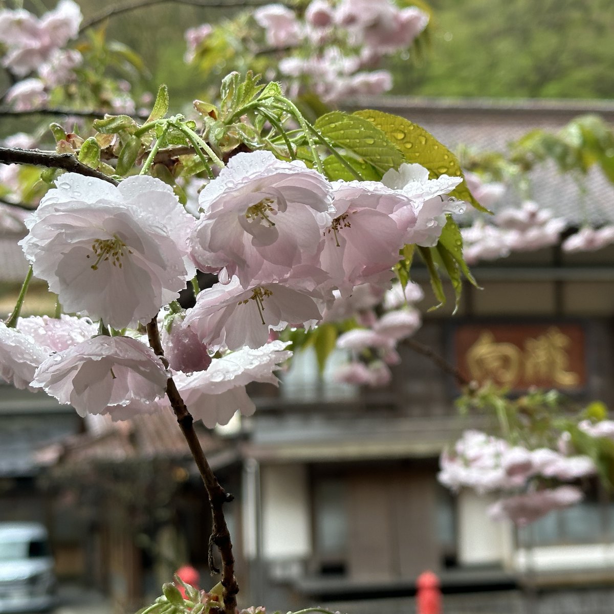 おはようございます。明け方の雨は上がり、曇りの #会津 です。中庭 #ソメイヨシノ #エドヒガンザクラ #満開、#しだれ桜 満開、公園の #八重桜 3分咲きです。大広間屋根からの景色は例年通り美しく 今日も本気撮り出来そうです。今日はどこから撮りますか？毎日悩みます。#向瀧 #旅館 #温泉 #東山温泉