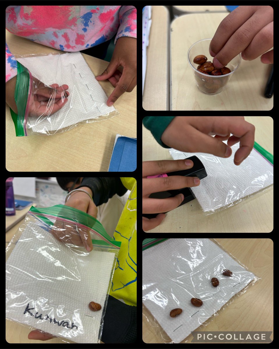 Our next STEM challenge…let’s grow some beans! 🫘 Ss will see the different stages of growth from seed to root, stem, leaf and eventually flower. Each stage will be documented with an illustration &amp; labels. Grow beans grow! 😆 <a href="/grenobleps/">Grenoble PS</a> <a href="/PeelSchools/">Peel District School Board</a>