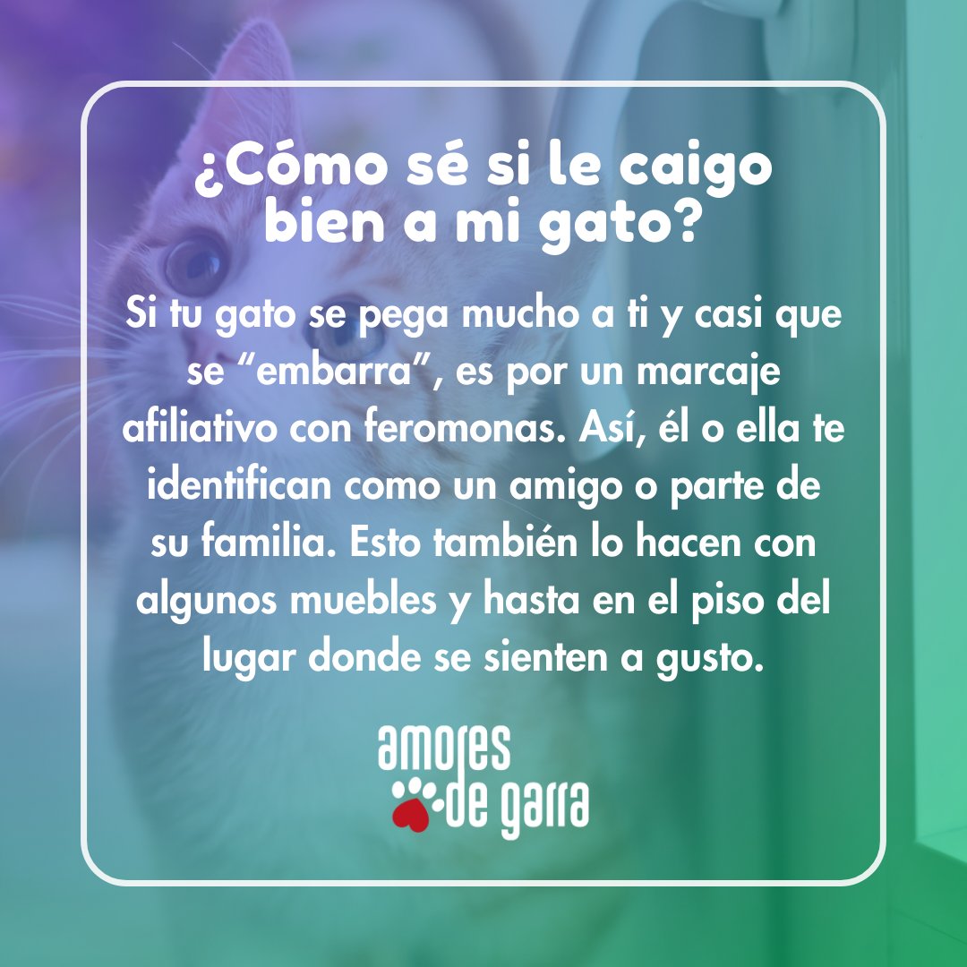 ¿Te has preguntado si le caes bien a tu gato? 🤔 No te preocupes, si hace el marcaje afiliativo contigo, entonces eres uno o una de sus favoritos. Aprende a comunicarte con tu mascota en nuestro podcast ya disponible en apps de streaming y en @MVS102_5