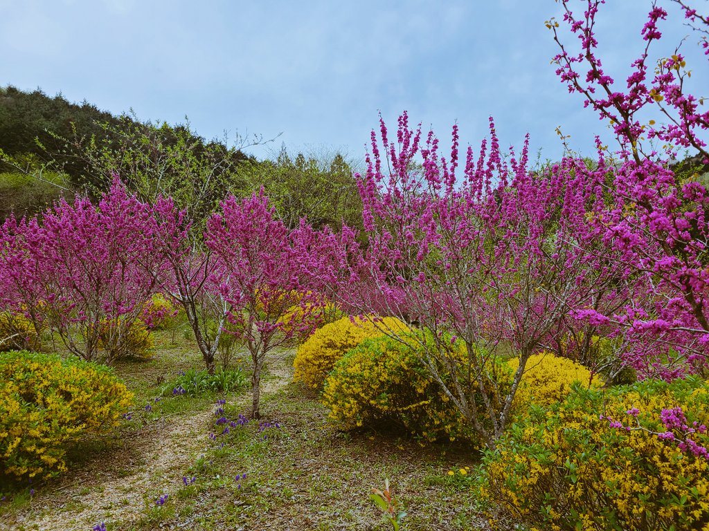 ハナズオウが満開になったので、タイミング的にレンギョウの花はそろそろ終わり。葉っぱがでてきて緑色の玉になってきましたね。
#うえまる花の丘庭園