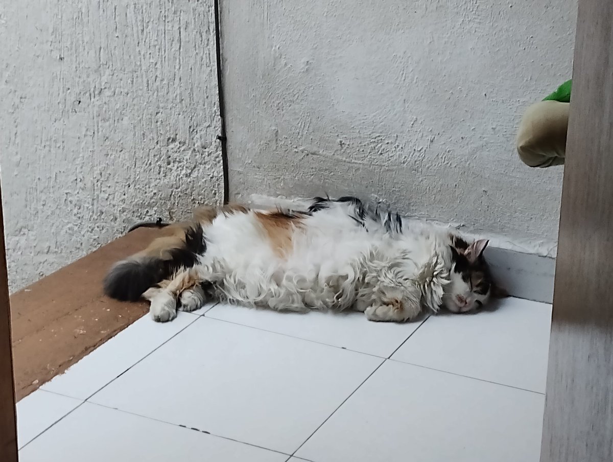 LuiAngeloS03's tweet photo. @twaniimals Mi niña hermosa, durmiendo como casi siempre 😴😅 https://t.co/yLC39EjMWR
