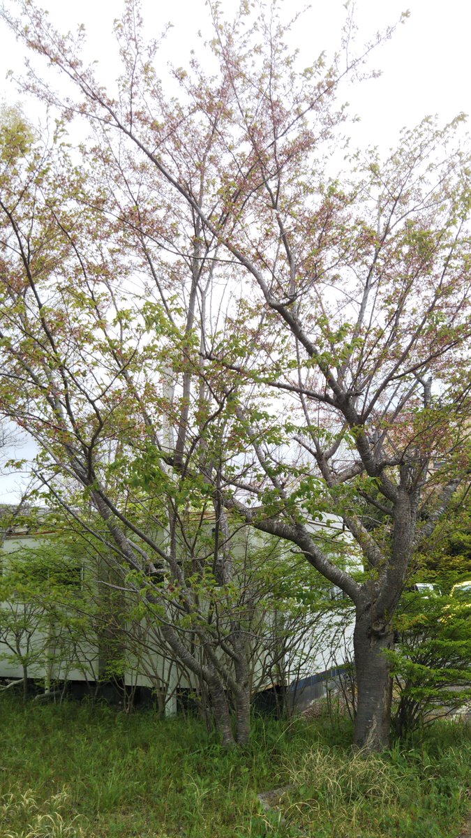 おはようございます。
今日は天気の急変があるみたいですね🌦️
当社千葉研究所の空模様はこんな感じです🙂
#イマソラ 

桜の木は緑が増えてきました。

今日も頑張りましょう！