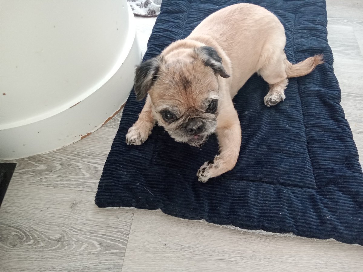 A big, happy #TOT after walkies & a tiny #TOT while sitting on mama's blankie, I pulled down from her chair 😂🙃 and a very tiny #TOT from Walter #scribblepugtot @ScribblePug