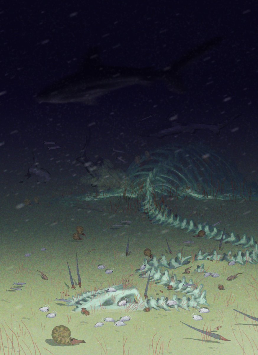 gifts from above #paleo #paleoart #science #sciart #deepsea #slayleoart