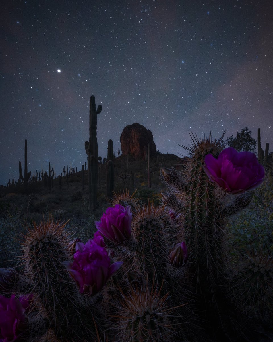 Found this little spot last night 🤩🌵