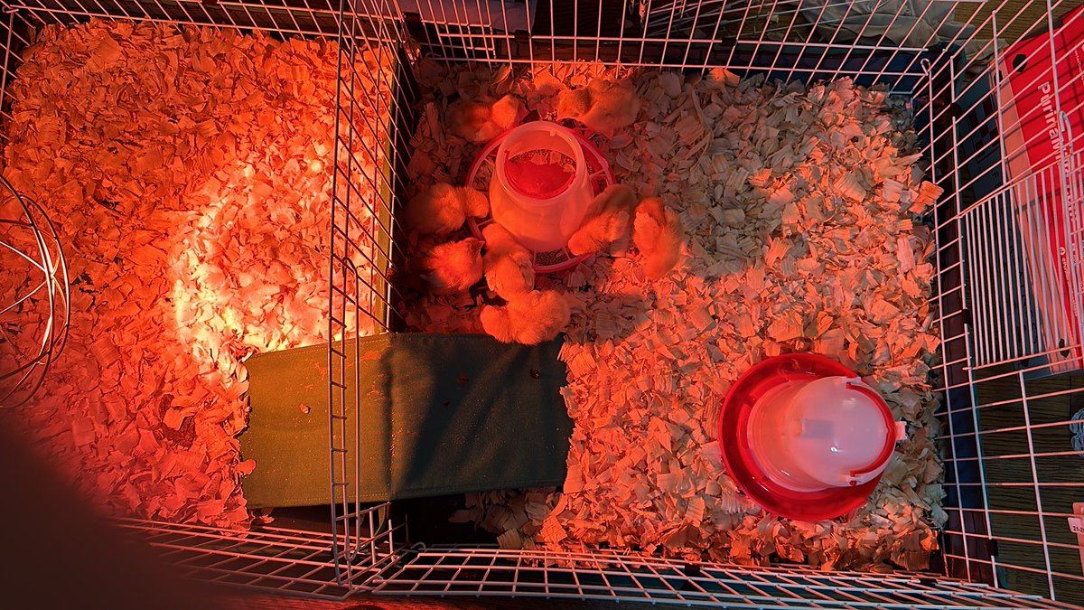 @pulte Could use that to build a coop for these 8 Chicks I “accidentally”bought….that’s right—“accidentally”. Or a temporary moment of insanity 💁🏻‍♀️