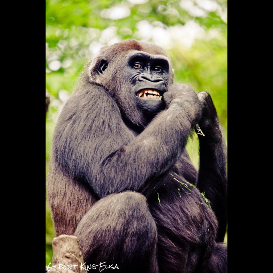 A Gorilla #photography #photooftheday #mammals #photograph #nature #gorilla #gorillas #GilbertKingElisa #natureza #plantas #plants #petals #OutdoorAdventures #color #flowers #flower #trees #leaves #colourphotography #monkeys #colorphotography #photographer #photos…
