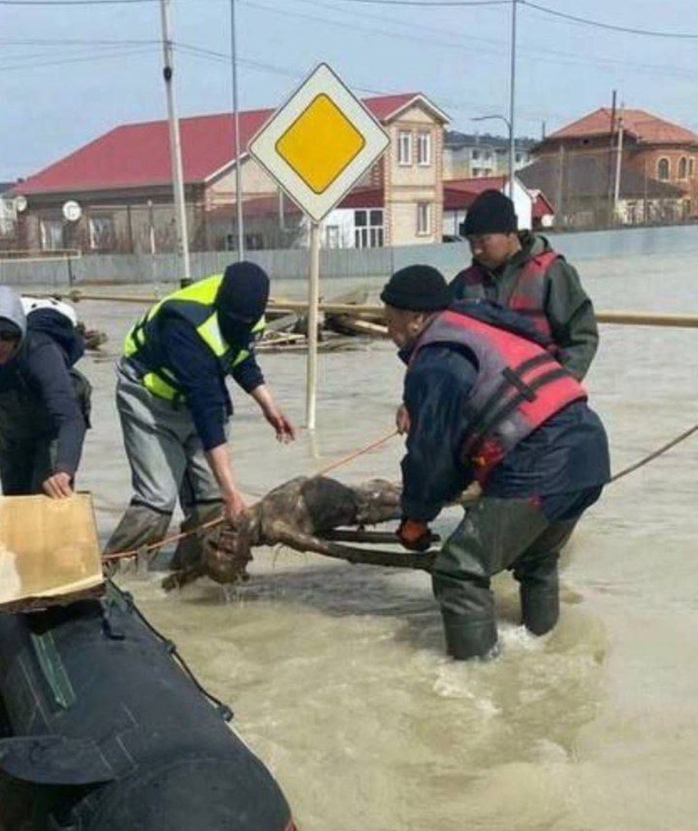 Kazakistan'da sel nedeniyle çok sayıda mezarlık sular altında kaldı ve mezardan sel nedeniyleçıktı, şimdi cesetler şehrin etrafında yüzüyor