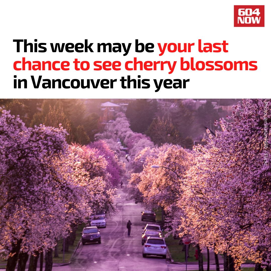 Details: bit.ly/4azsZCX
With the perfect weather right now, we'll soon have to say 'see you later' to the cherry blossoms. Until they bloom next year... we will be waiting. 😊 🌸