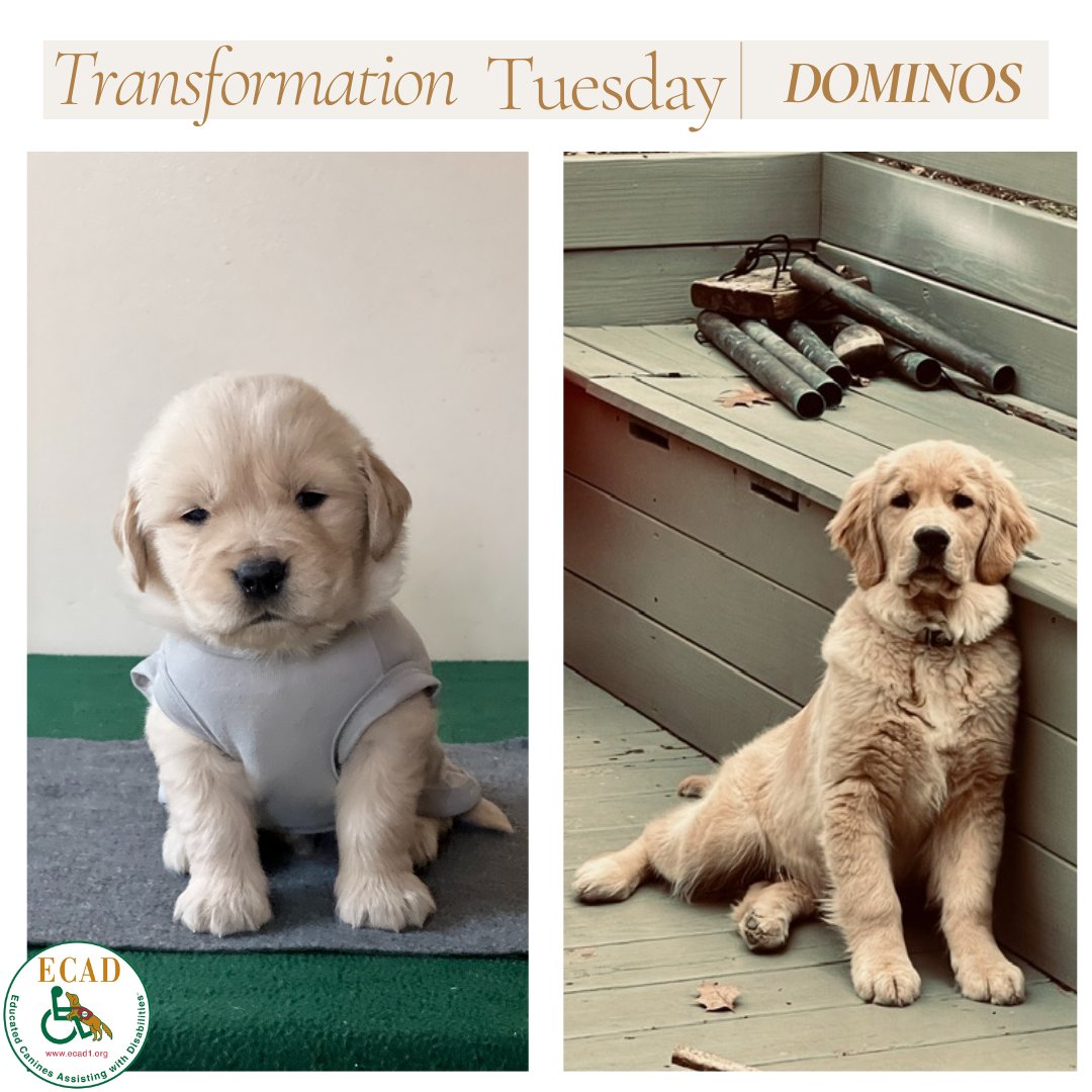 #TransformationTuesday #SDiT Dominos!  Our amazing Nursery Teams fill out evaluations providing the trainers w/ valuable progress reports on the pups. These evaluations cover commands, training, socialization, health, & wellness. #puppylove #puppydevelopment #helpdogshelphumans