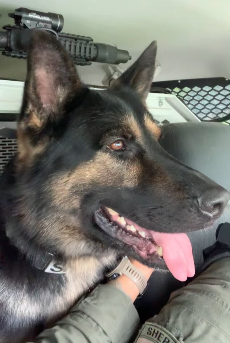 I’ll be sharing lots of K9 Ronin pics and vids from over the years in preparation of his upcoming retirement! (Pic/vid 7 of ??)