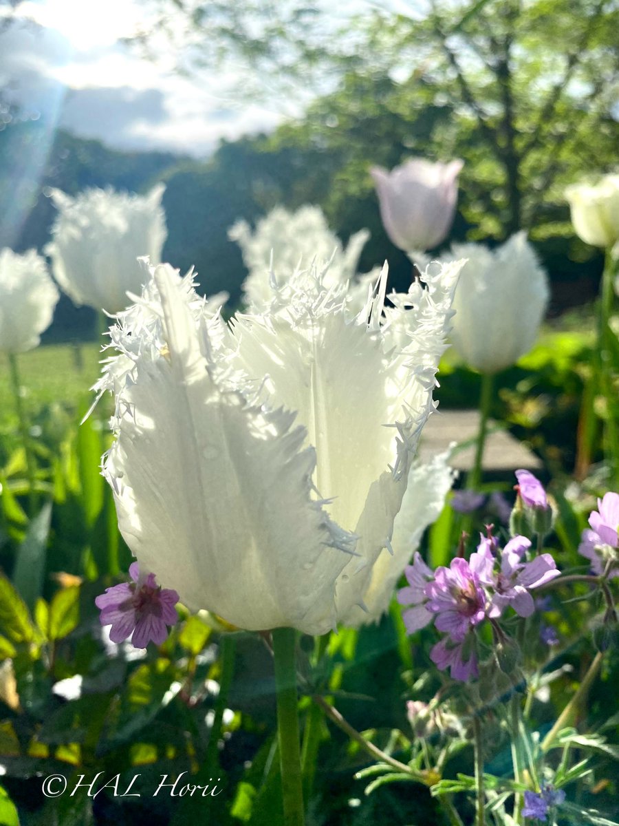 レースのフリル🤍白いチューリップ🌷 #nature #flower #NaturePhotograhpy