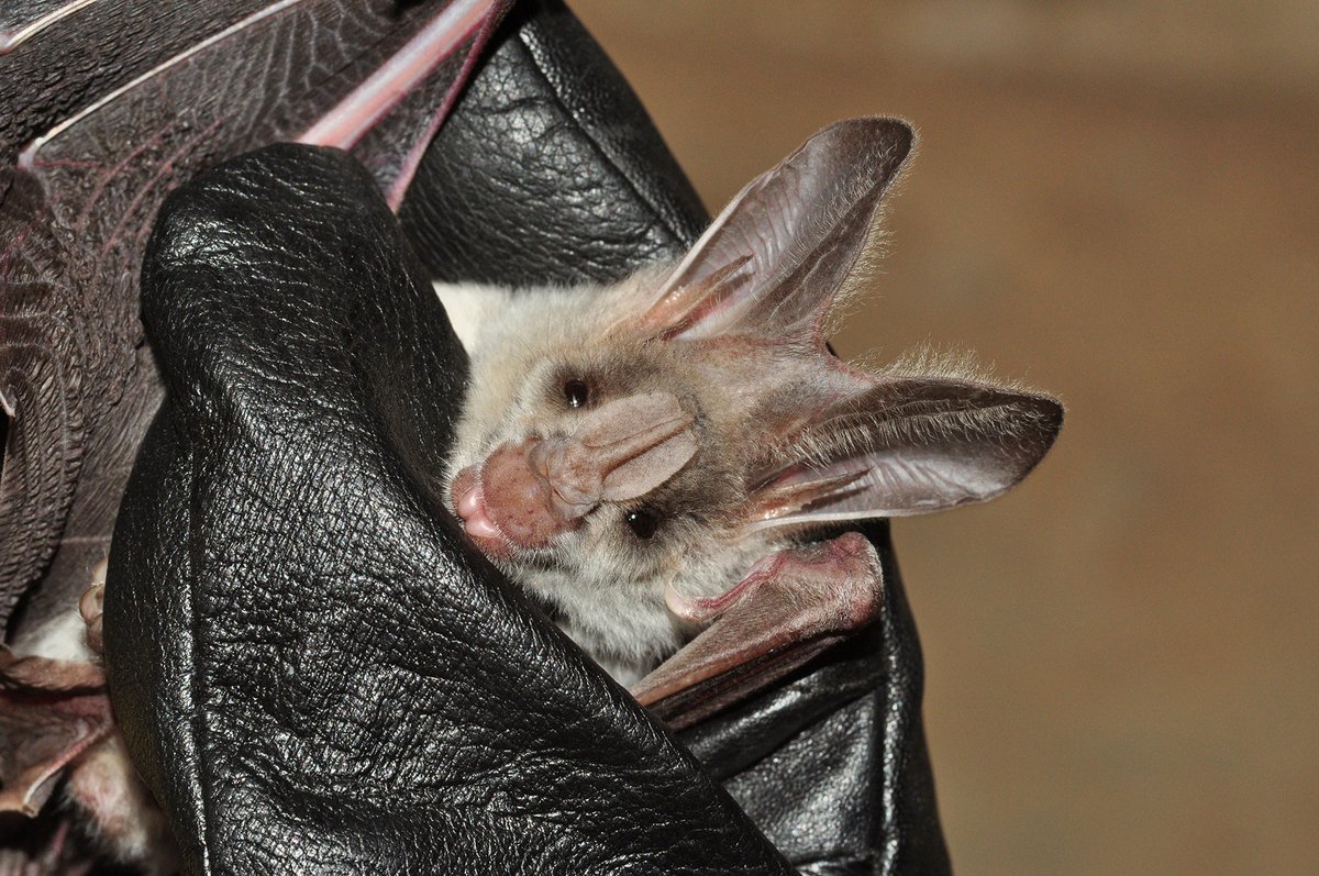 #FromTheArchives We spoke to three experts to dispel myths and answer your most pressing questions about #bats. Find all the answers in the link below. 📷 Seshadri KS — The Greater False Vampire Bat has a prominent leaf-like structure on its nose. bit.ly/4aAdpaf