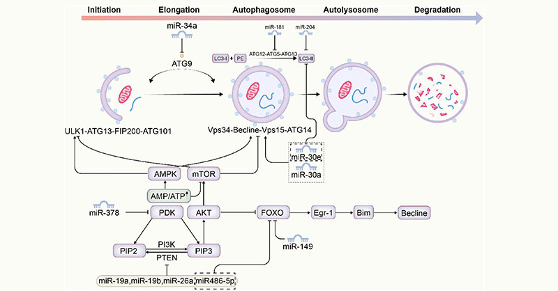 Advances in MicroRNA-Mediated Regulation of #Cardiomyocyte Injury After Coronary #microembolization

#miRNA #CME #myocardialinjury 

cvia-journal.org/advances-in-mi…