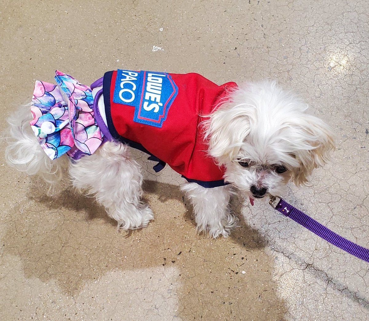 Paco came to visit the store again today! I may need to find a tiny service star for that vest.