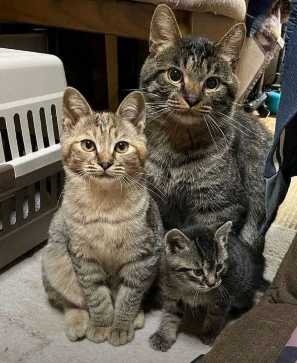 the purrfect family