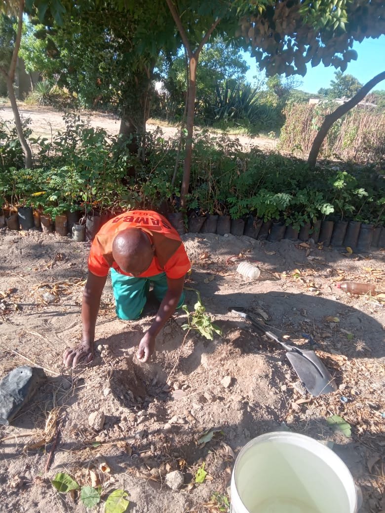 TreeKnowers's tweet image. Every time ,and every day we are planting #trees that we make sure that we water and take care of .
#greenfingers
#climatechange
@UNDPZimbabwe 
@USEmbZim 
@cohsunshinecity