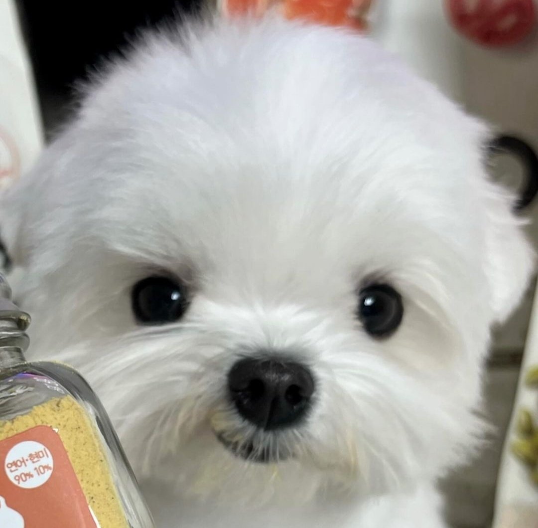 winterbearjm's tweet photo. น้องหนาวหนิ https://t.co/jzBUpcKfZD