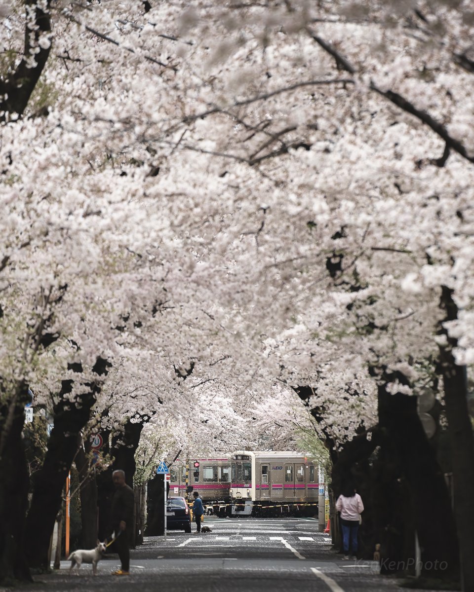 住宅街にある桜のトンネルが美しかった