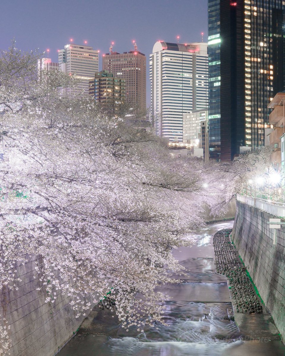 神田川と新宿の高層ビル