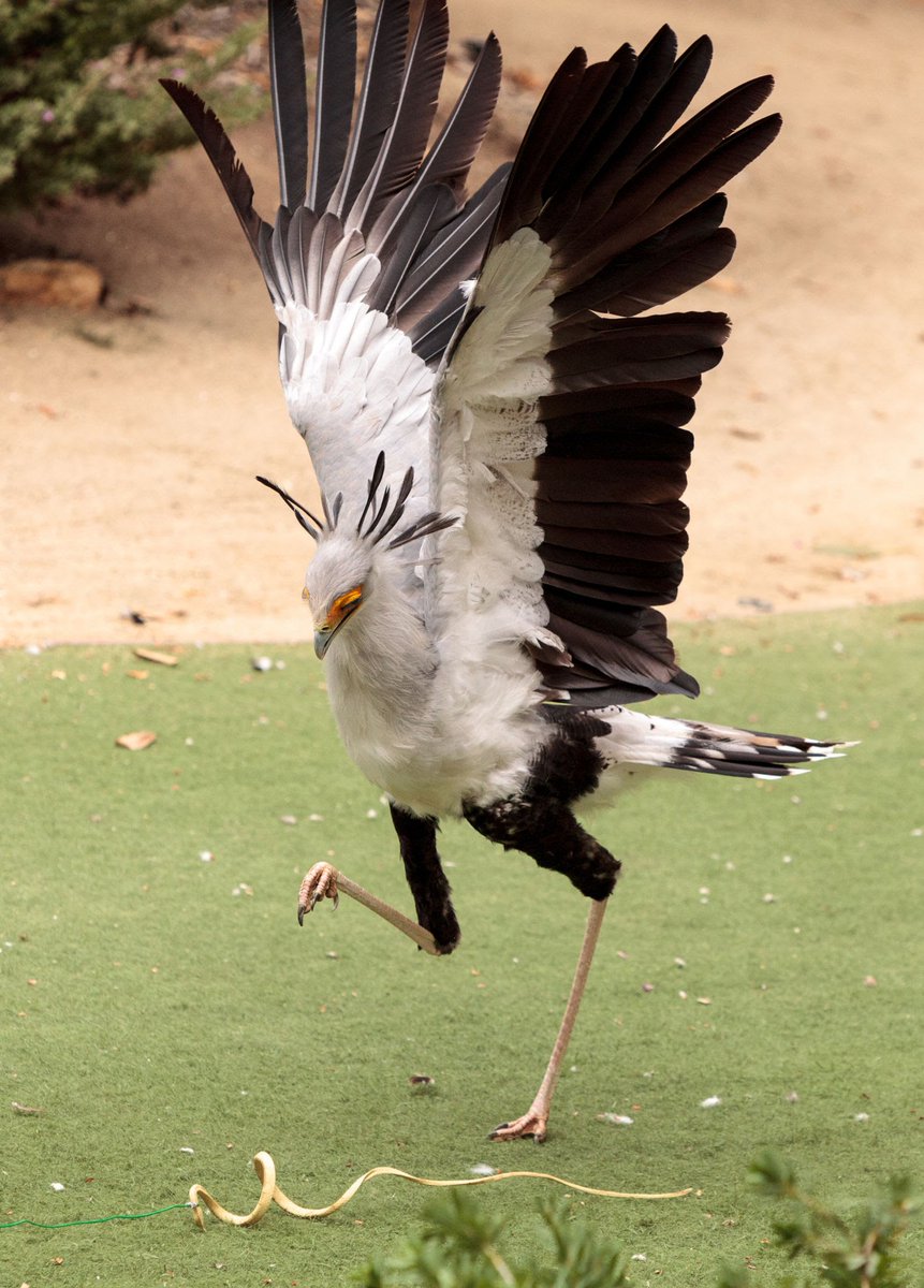 Mad_Pingu's tweet photo. Secretary Bird got some insane aura https://t.co/iZGq70srE5