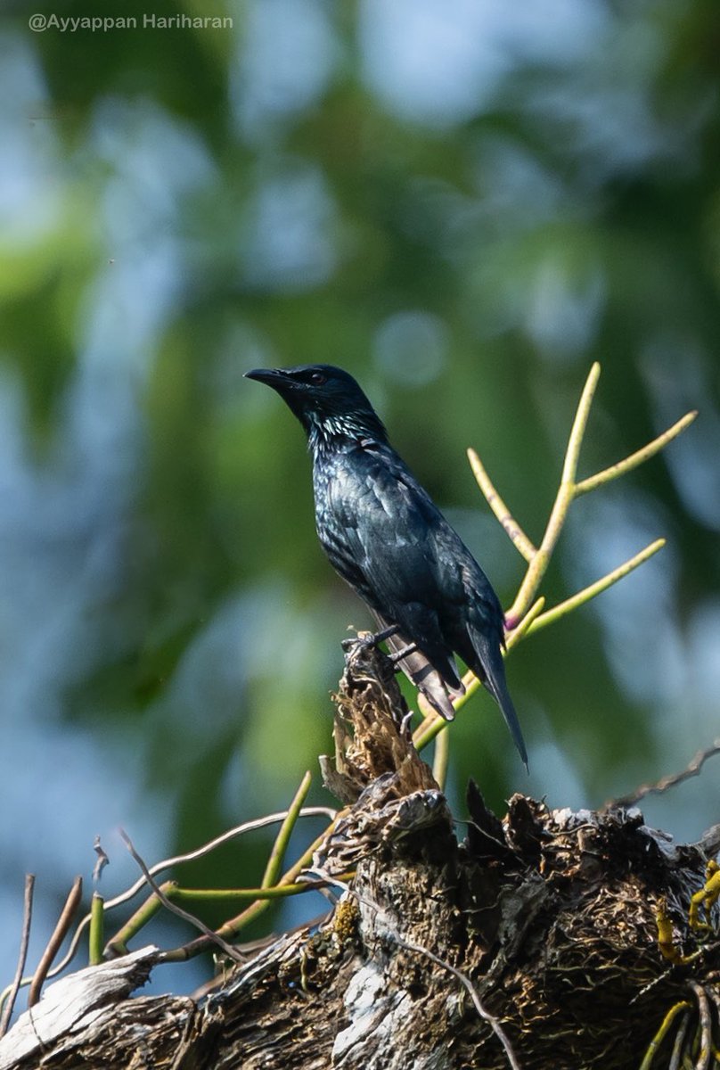 ayyappan hariharan🐦⬛ (@passivelyactive) on Twitter photo Asian glossy starling.
Another lifer from Andaman
#indiaves #BBCWildlifePOTD #natgeoindia #SonyAlpha #ThePhotoHour <a href="/Britnatureguide/">The British Nature Guide</a> #BirdsSeenIn2024 Asian glossy starling.
Another lifer from Andaman
#indiaves #BBCWildlifePOTD #natgeoindia #SonyAlpha #ThePhotoHour <a href="/Britnatureguide/">The British Nature Guide</a> #BirdsSeenIn2024