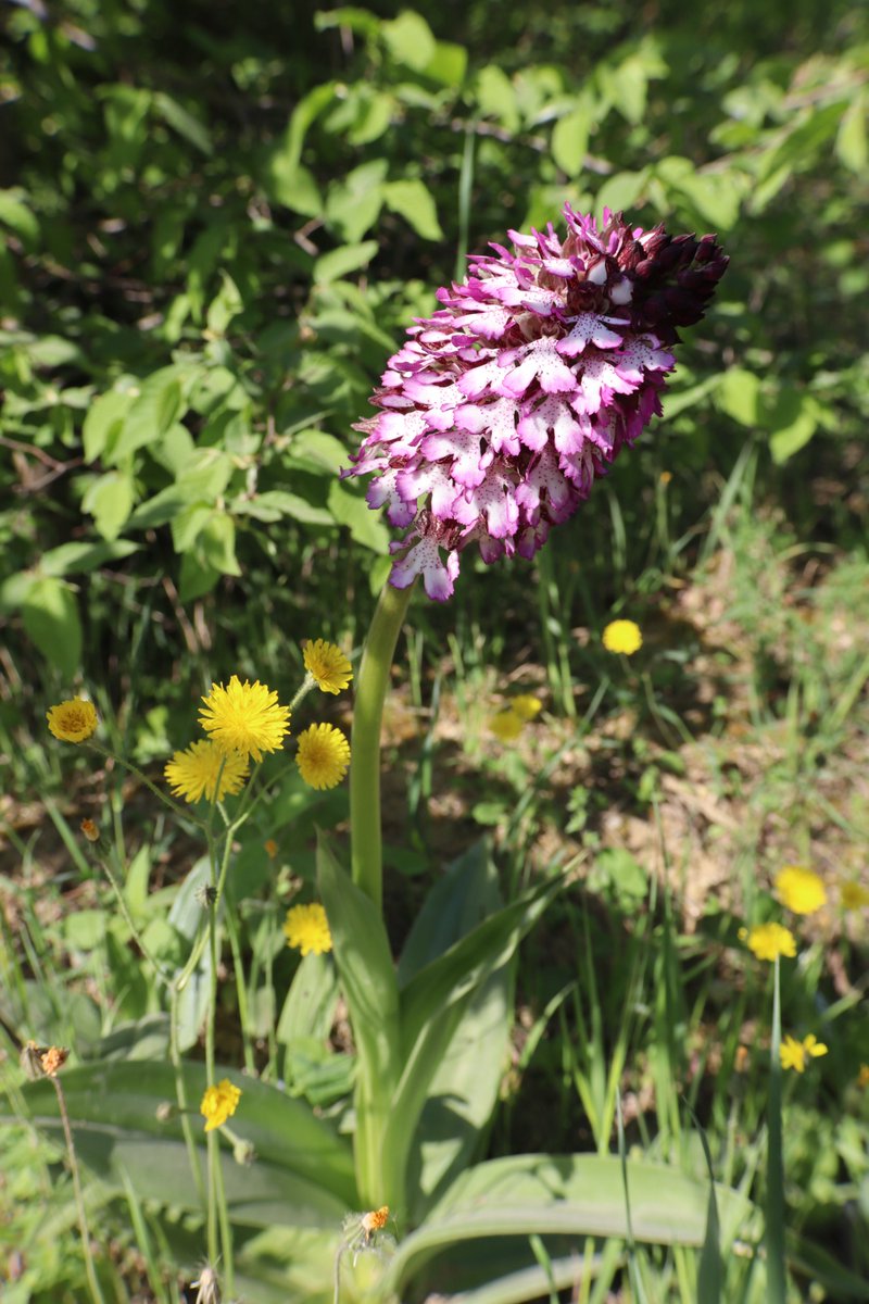 From my hikes...

As I told you last Sunday, it is time for wild orchids!
Amazing wildflowers.

Have a good day!

#hiking #hikingadventures #nature #flowers