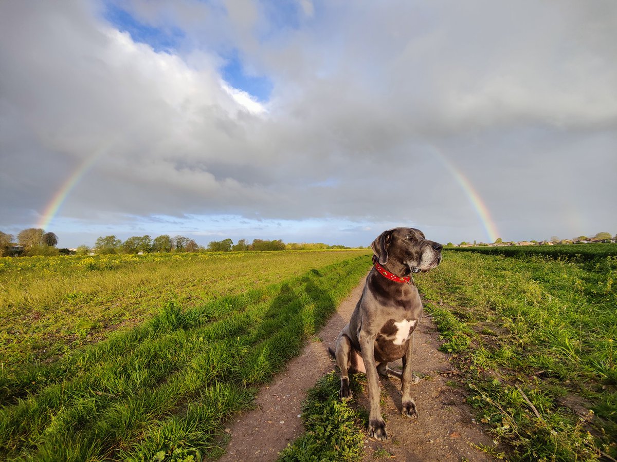 Morning walks with rainbows 🌈 #nofilter #sirtitan