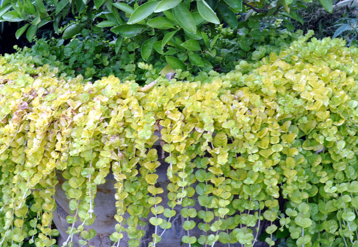 Creeping Jenny is a low-growing plant known as MoneyWart or Lymchachia. It is an evergreen perennial plant, but these are decorative invasive plants. ....read...naturebring.com/growing-golden…
#naturebring #growing #goldencreepingjenny #creepingjenny #care #Aurea