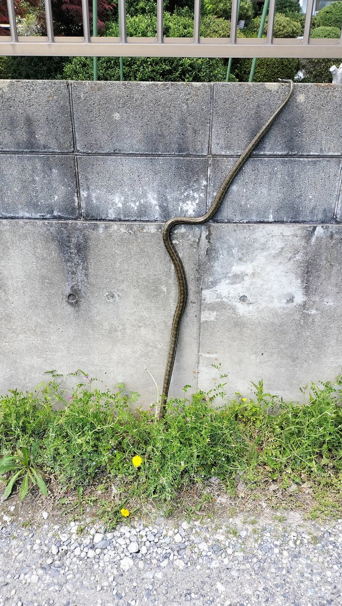 world_diyer's tweet photo. 久しぶりにこんな大物に遭遇しました😳
暖かくなって☀️色んな生き物たちが活発に動き回るようになってきましたね☺️
うちの庭にはカナヘビの子供が😀 https://t.co/9h9EsT8FyZ