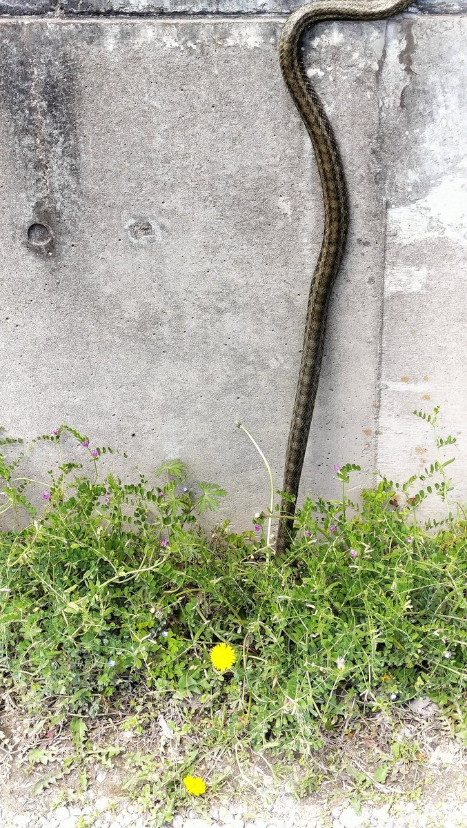 world_diyer's tweet photo. 久しぶりにこんな大物に遭遇しました😳
暖かくなって☀️色んな生き物たちが活発に動き回るようになってきましたね☺️
うちの庭にはカナヘビの子供が😀 https://t.co/9h9EsT8FyZ