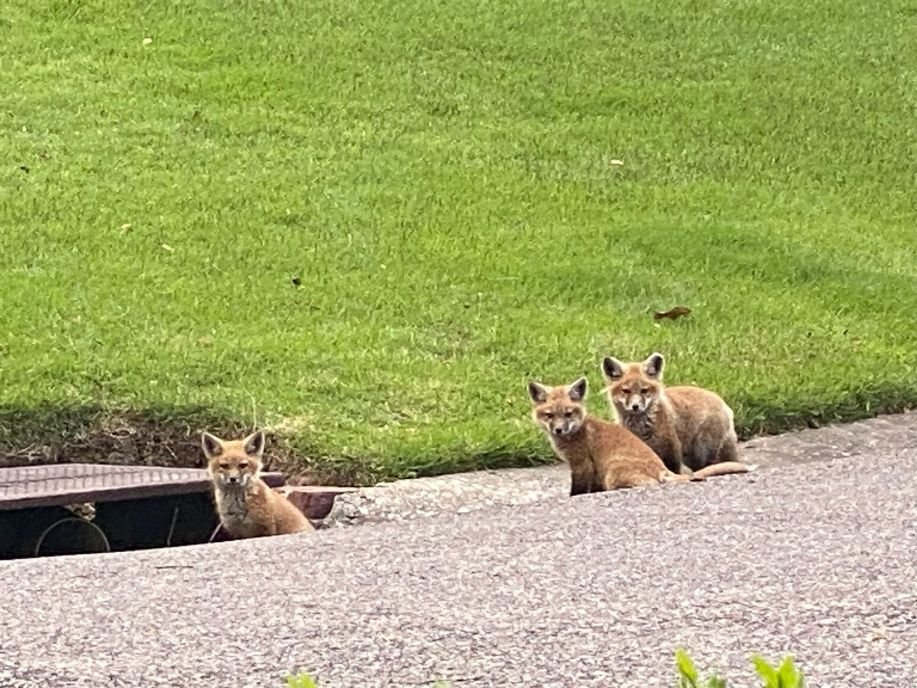a friend of mine sent these photos of a fox family that moved in just down the road from her...