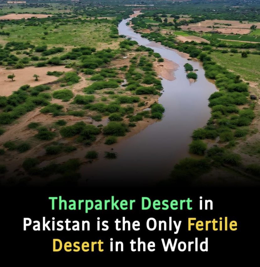 Tharparkar is One Of The Largest  Desert 🏜️ Located in Sindh Province of Pakistan 🇵🇰 
It's  The Only Desert Where Plants Can Grow ! 
#Desert #Sindh #Tharparkar #Pakistan