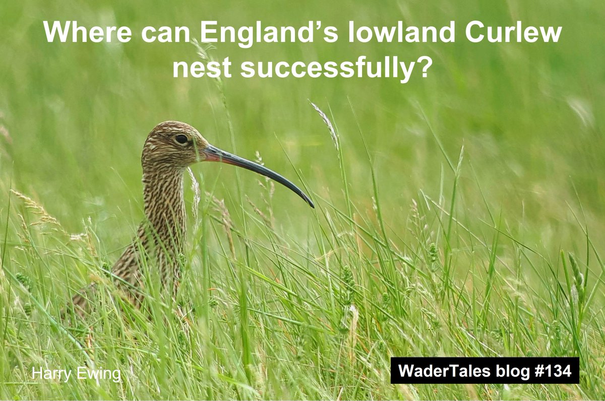 Graham Appleton (@grahamfappleton) on Twitter photo It's #WorldCurlewDay on 21 April.
Here's the most recent #Curlew blog from #WaderTales, with links to other blogs/research:
wadertales.wordpress.com/2023/01/04/cur…
Paper by <a href="/Ewing_birds/">Harry Ewing</a> <a href="/_SamanthaFranks/">Dr Samantha Franks</a> <a href="/JenGill3/">Jen Gill (she/her)</a> <a href="/drredshank/">Jen Smart (she/her)</a> & Niall Burton
Follow <a href="/WCDApril21/">World Curlew Day</a> <a href="/curlewcalls/">Mary Colwell</a>
#ornithology #waders It's #WorldCurlewDay on 21 April.
Here's the most recent #Curlew blog from #WaderTales, with links to other blogs/research:
wadertales.wordpress.com/2023/01/04/cur…
Paper by <a href="/Ewing_birds/">Harry Ewing</a> <a href="/_SamanthaFranks/">Dr Samantha Franks</a> <a href="/JenGill3/">Jen Gill (she/her)</a> <a href="/drredshank/">Jen Smart (she/her)</a> & Niall Burton
Follow <a href="/WCDApril21/">World Curlew Day</a> <a href="/curlewcalls/">Mary Colwell</a>
#ornithology #waders