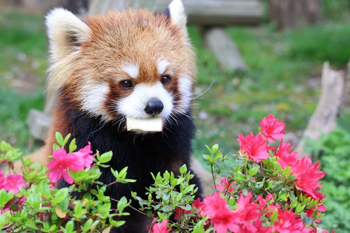 キラリさんのおやつ探し🍎
ツツジのお花の下に隠したリンゴを発見！！

#鯖江市西山動物園 
#レッサーパンダ 
#キラリ