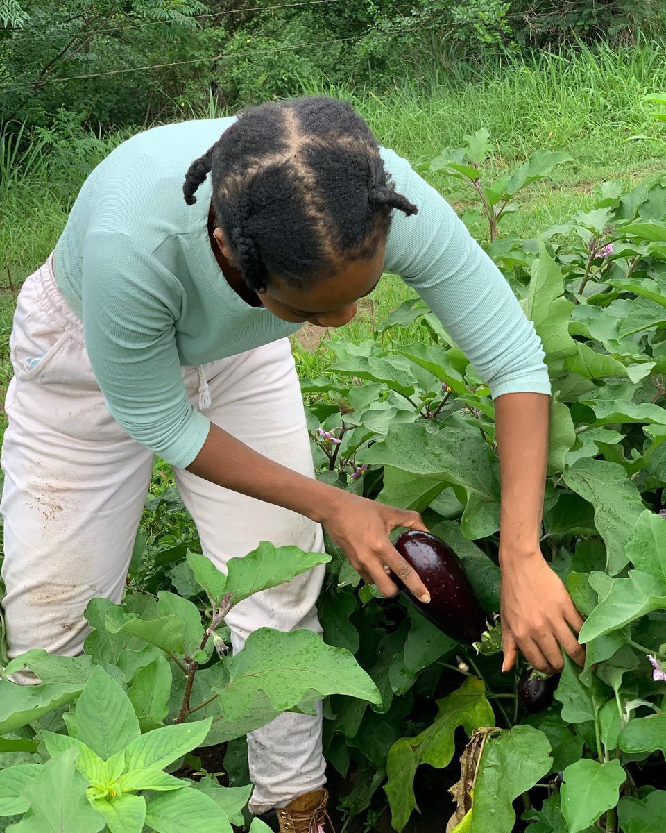 My name is Palesa Motaung. I’m a #farmer & co-founder of Agricool, based in PMB, KZN. I also have a Master’s Degree in Agricultural Soil Science. I love soil & what #agriculture can do for #Africa. Our #farm is 12ha but we also procure from other #farms. agrikool.com