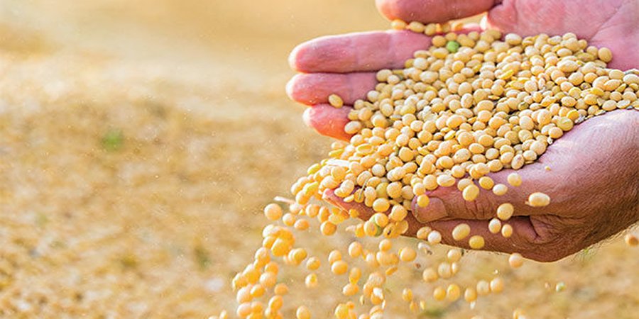 Philippines to bring in more soybeans this year to meet livestock industry's demand: efeedlink.com/contents/04-11…

#philippines #livestock #livestockfarming #soybeans #grains #crops #agriculture #feedingredients #animalfeed #feedindustry #poultry #aquaculture