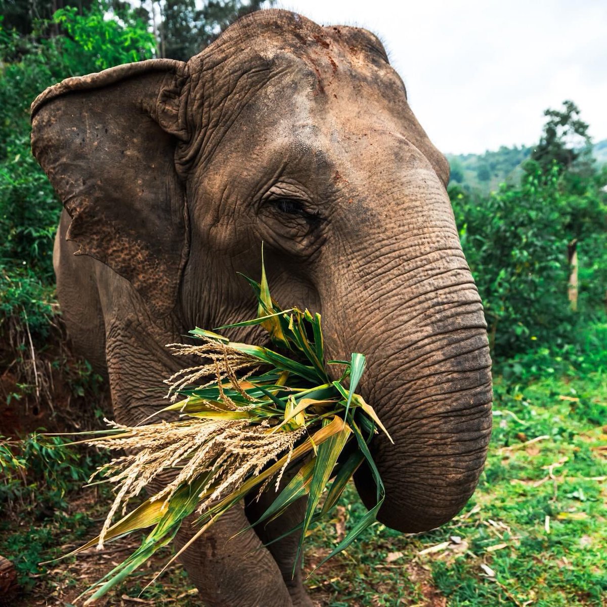 Good Morning from this beautiful elephant eating bamboo in the wild 🎋🐘 😎❤️ [Credit: Antonio Hugo] #StaySafe #WednesdayMotivation #WednesdayMorning